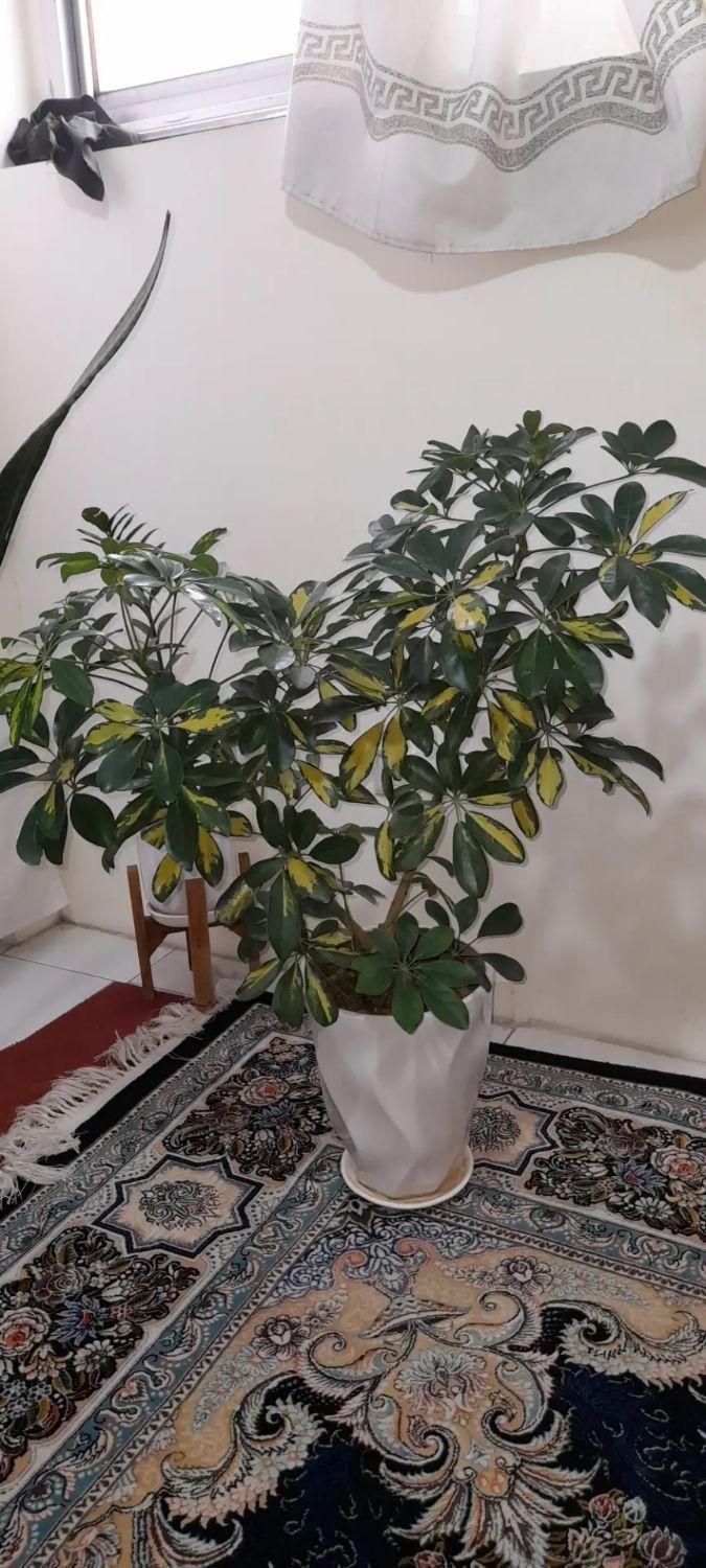 گل آپارتمانی|گل و گیاه طبیعی|تهران, جوادیه تهرانپارس|دیوار