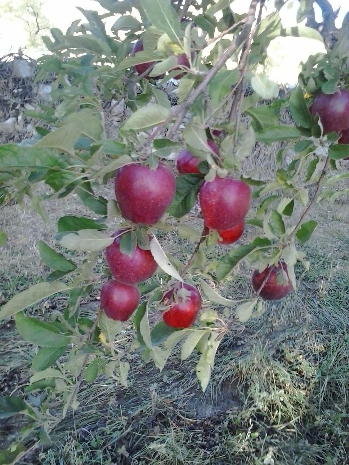 سیب زنوز|خوردنی و آشامیدنی|تهران, نواب|دیوار