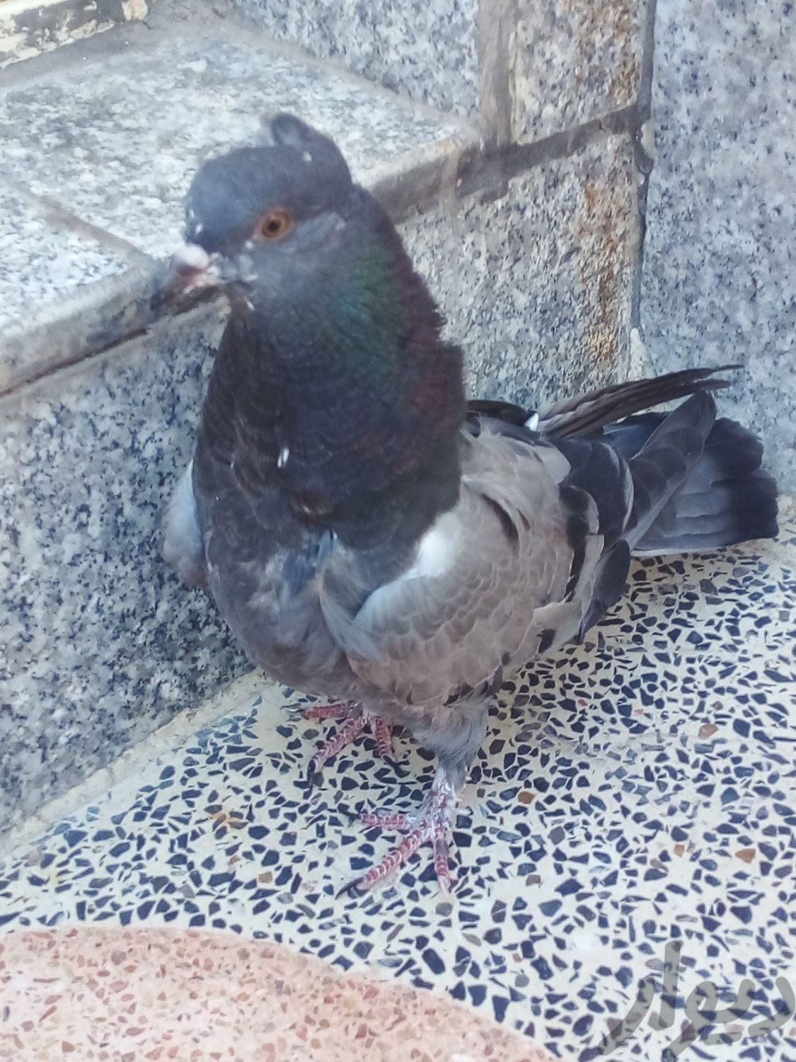 جوجه کبوتر|پرنده|اصفهان, مبارکه|دیوار