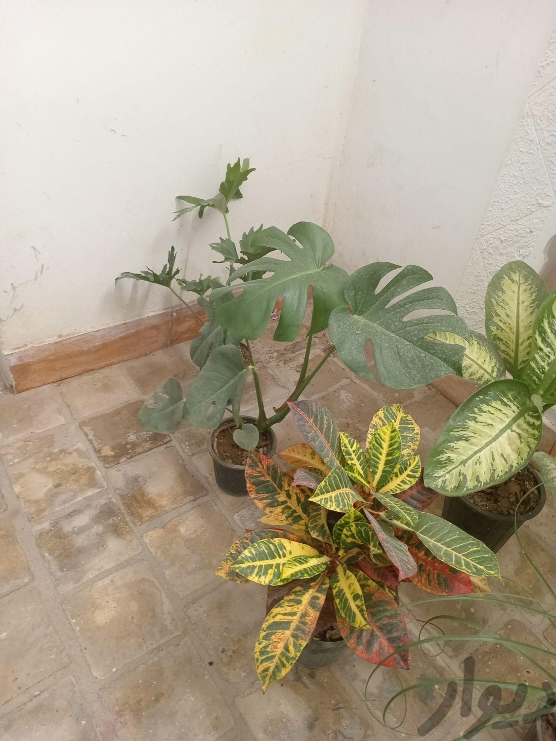 گل و گیاه خانگی|گل و گیاه طبیعی|یزد, |دیوار