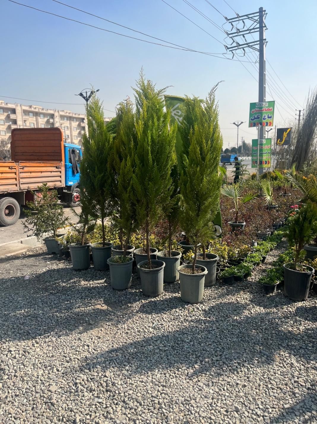 درخت لاوسون ۲ متر ب بالا|گل و گیاه طبیعی|تهران, شهرک استقلال|دیوار