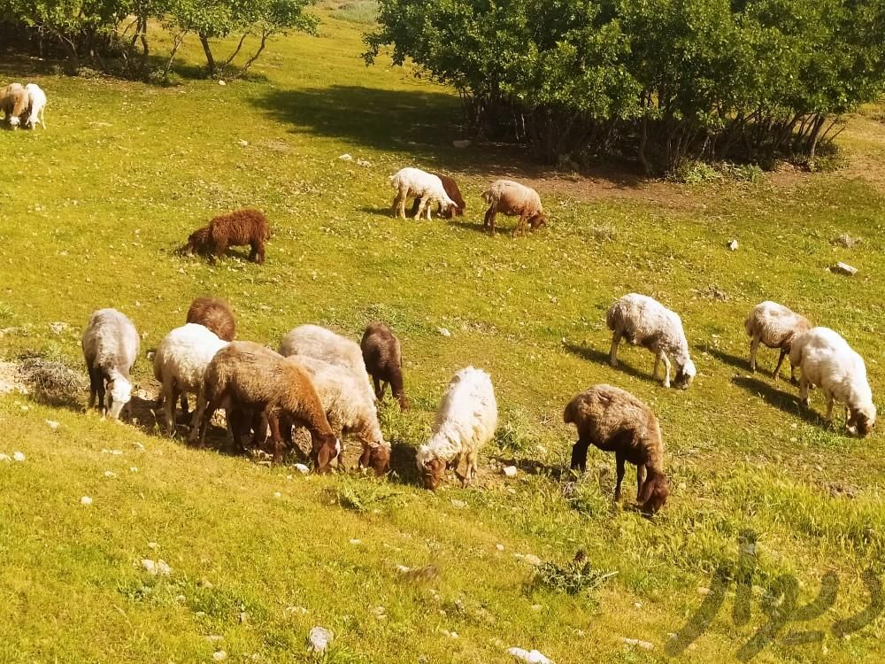 گوسفند با بره و گوسفند خشک