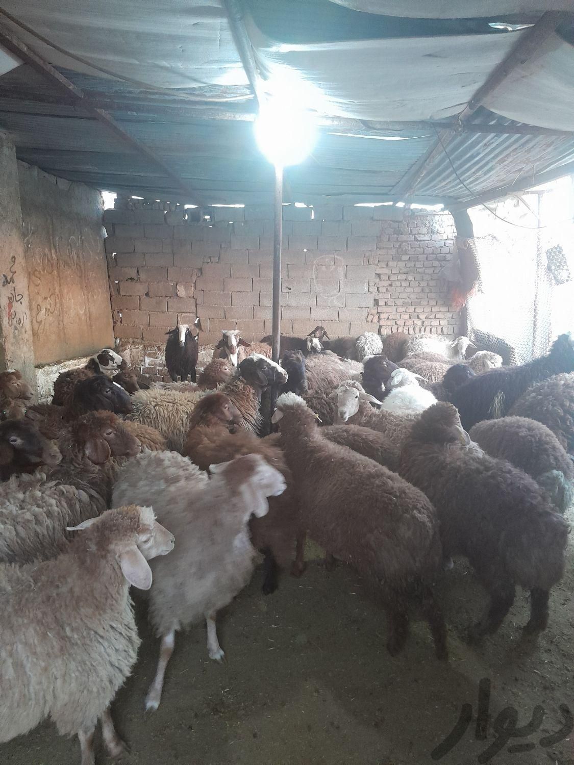 تکفروشه گوسفند زنده (کوهستان) گوشتی|حیوانات مزرعه|کرج, گوهردشت|دیوار