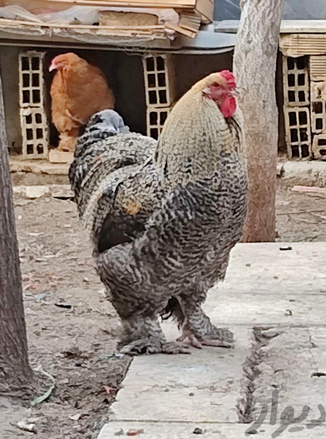 خروس براهما گلدن کوکو با 4 تا مرغ براهما گلدن بوف|حیوانات مزرعه|کرج, گوهردشت|دیوار