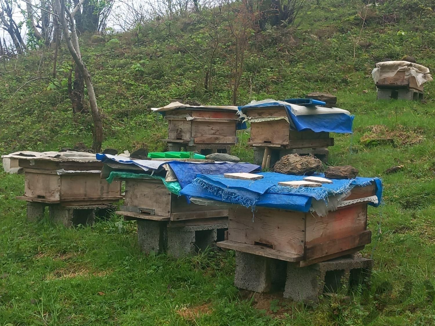 کندو زنبور عسل|حیوانات مزرعه|چوبر, |دیوار