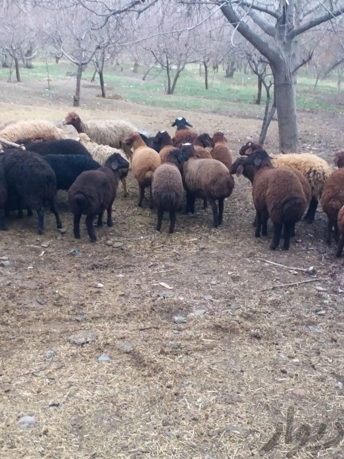 انواع دام گوسفند برای کشتاره کل کرج زنده|حیوانات مزرعه|کرج, شهرک اوج|دیوار