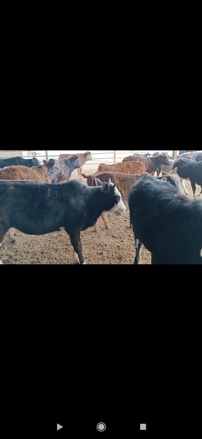 گوساله گیل دورگ|حیوانات مزرعه|تهران, سرخه حصار|دیوار