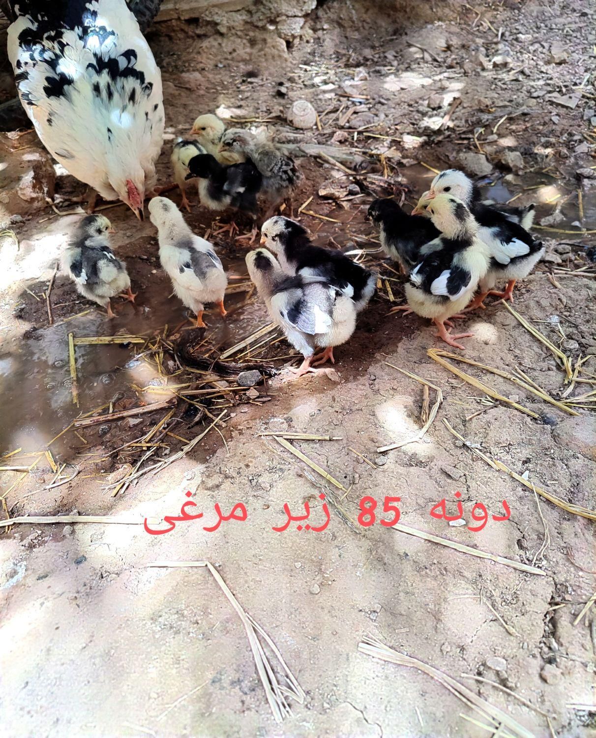 بوقلمون تخمی و جوجه پنگوئنی|حیوانات مزرعه|تربت جام, یحیی آباد|دیوار