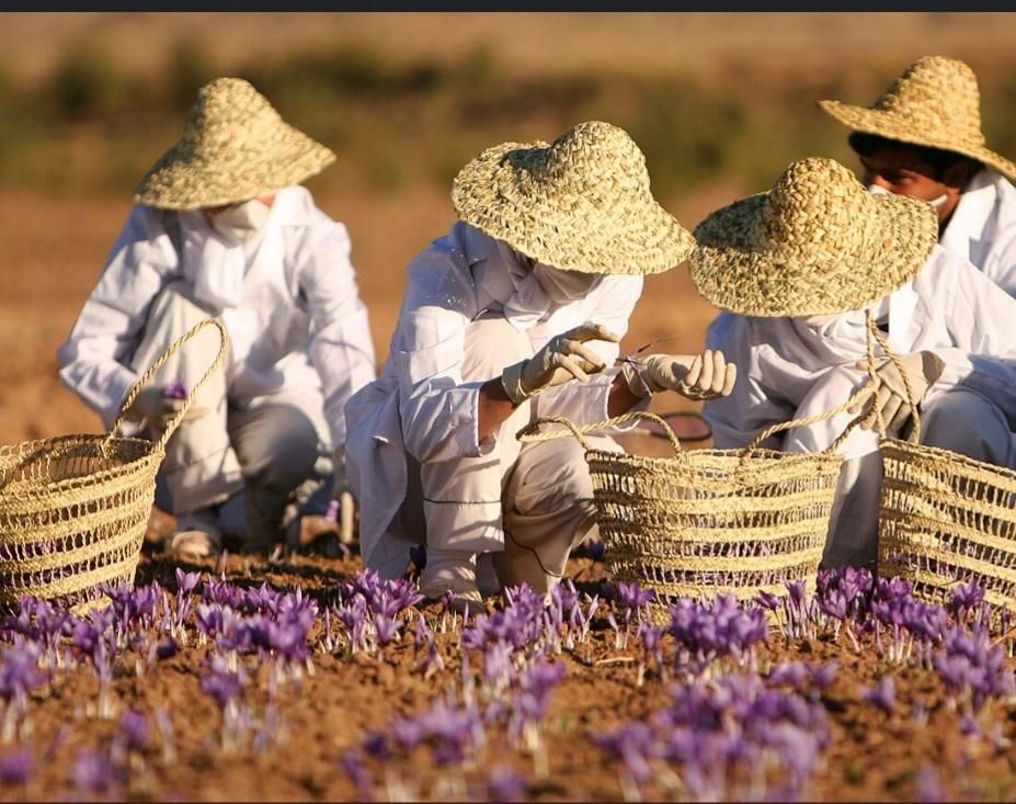 زعفران ، قائنات سرگل مستقیم از مزرعه|خوردنی و آشامیدنی|تهران, توحید|دیوار