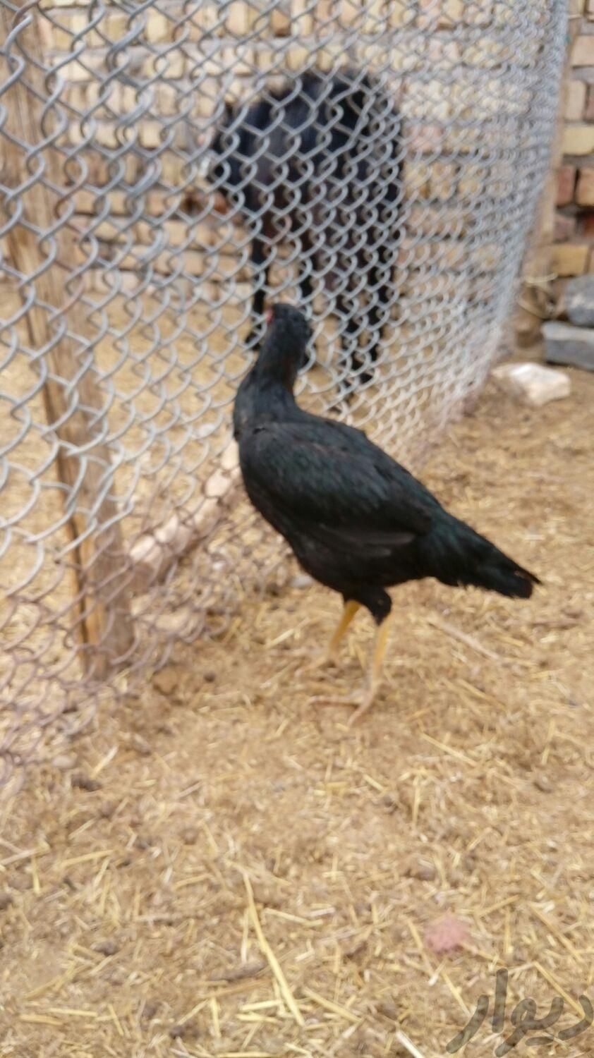 مرغ لاری سیاه جوان|حیوانات مزرعه|قم, دورشهر|دیوار