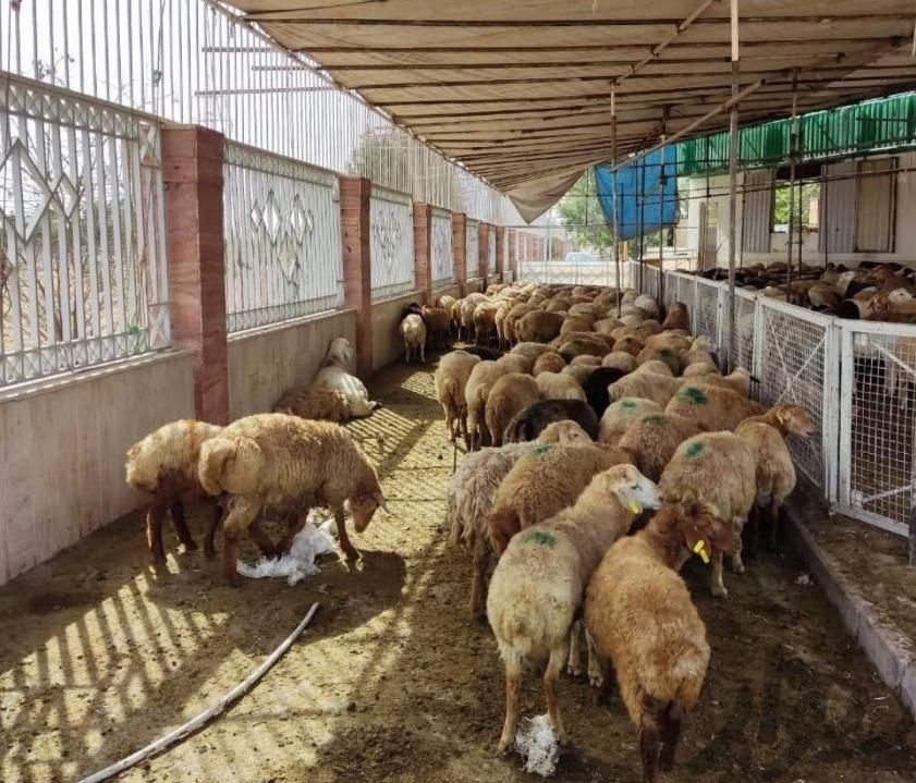 فروش تلفنی دام گوسفند پرواری زنده ارسال درب منزل|حیوانات مزرعه|کرج, شهرک ظفر|دیوار