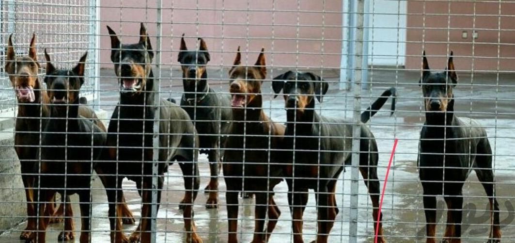 توله سگ دوبرمن پوست چرمی تیپ اروپایی سینه پهن|سگ|تهران, دهکده المپیک|دیوار