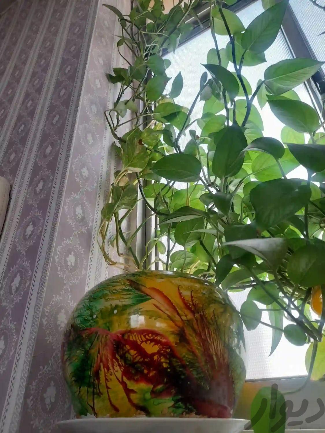 گل وگلدان|گل و گیاه طبیعی|تهران, جوانمرد قصاب|دیوار