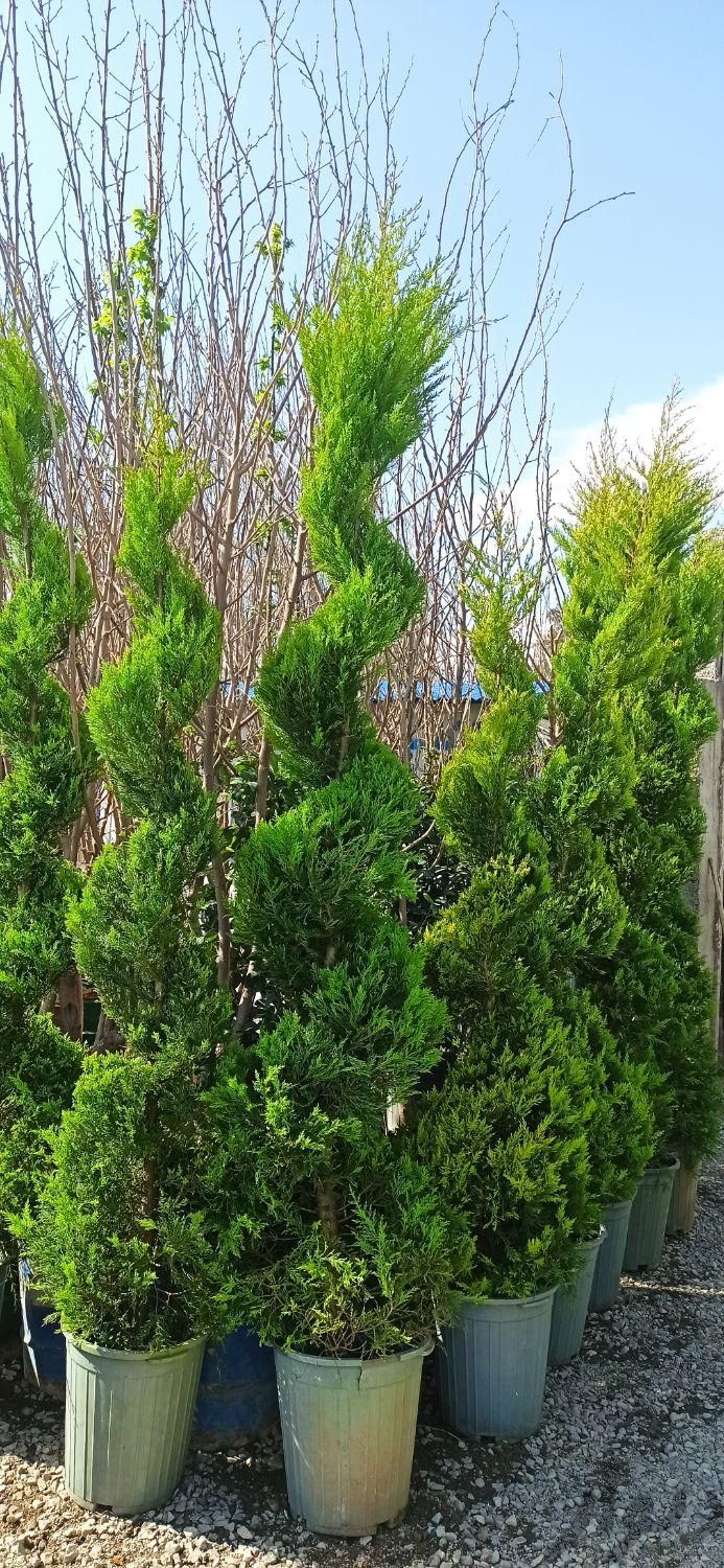 گل و گیاه و نهال و درخت|خدمات باغبانی و درختکاری|تهران, ابوذر (منطقه ۱۵)|دیوار