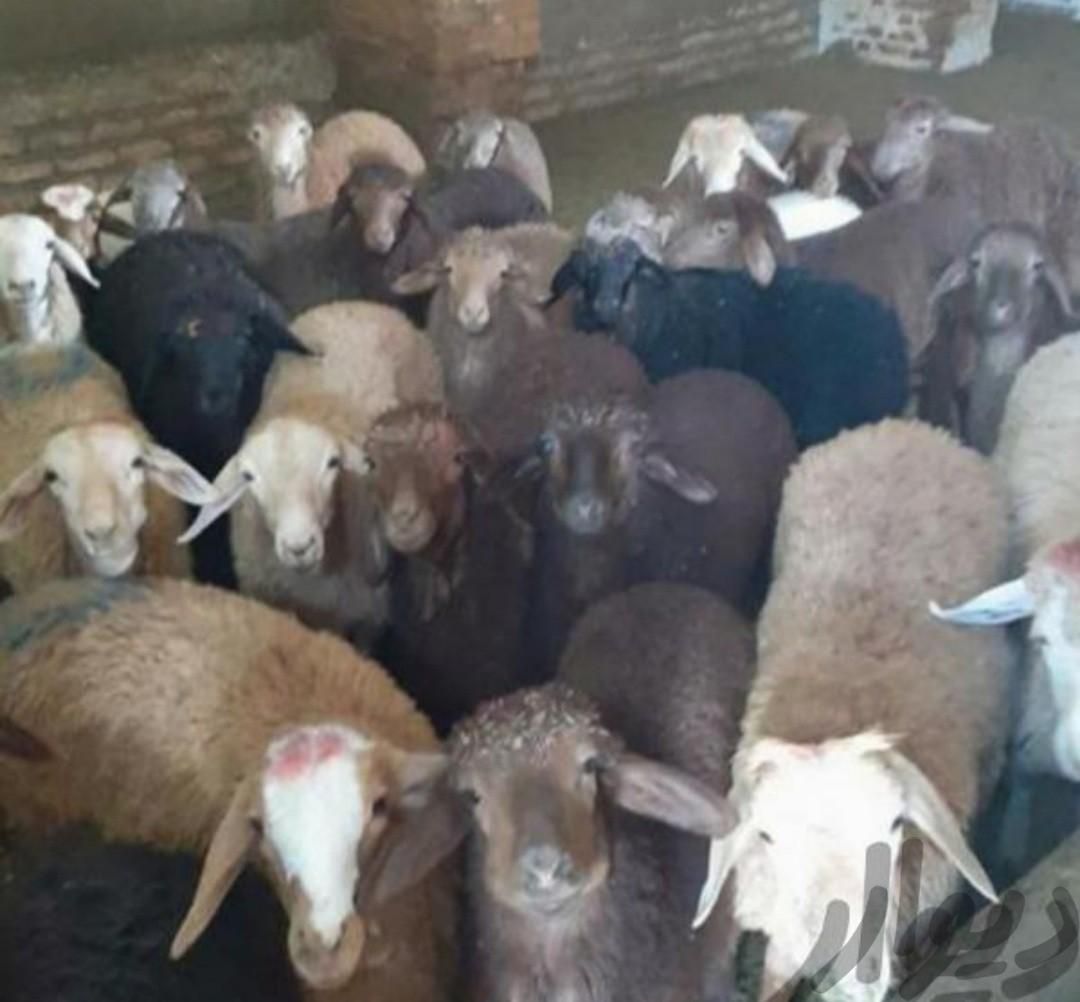 فروش گوسفند زنده جهت قربانی درپل کلاک|حیوانات مزرعه|کرج, شهرک جهان‌نما|دیوار