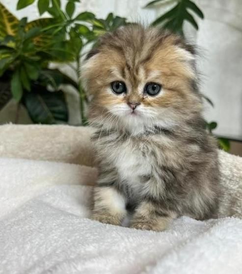 مجموعه گربه های اشرافی ( ایران کتز iran cats)|گربه|رشت, گلباغ نماز|دیوار