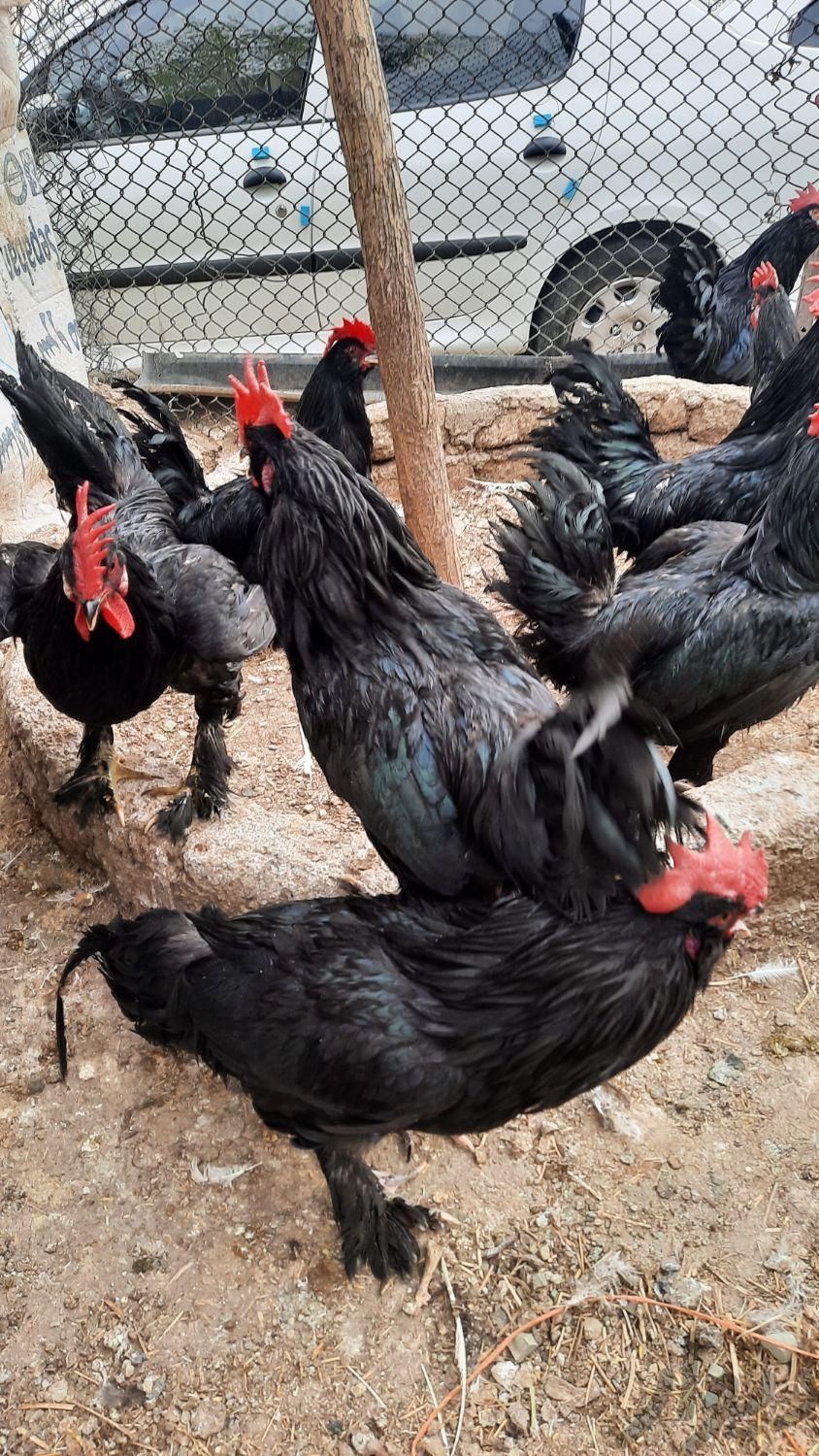خروس قربانی مرغ قربانی زنده با ارسال|حیوانات مزرعه|تهران, پونک|دیوار