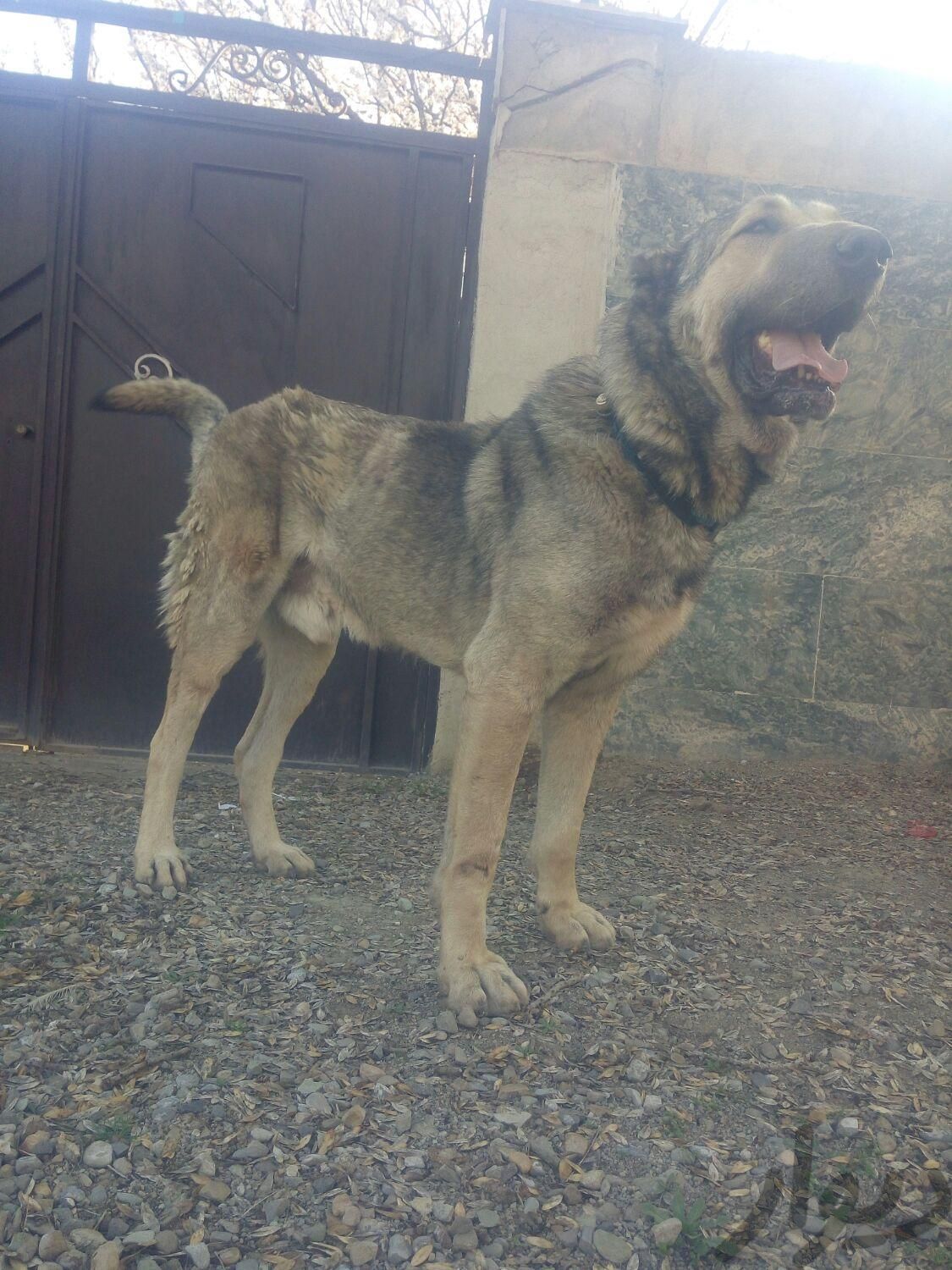 سگ عراقی نره|سگ|نظرآباد, |دیوار