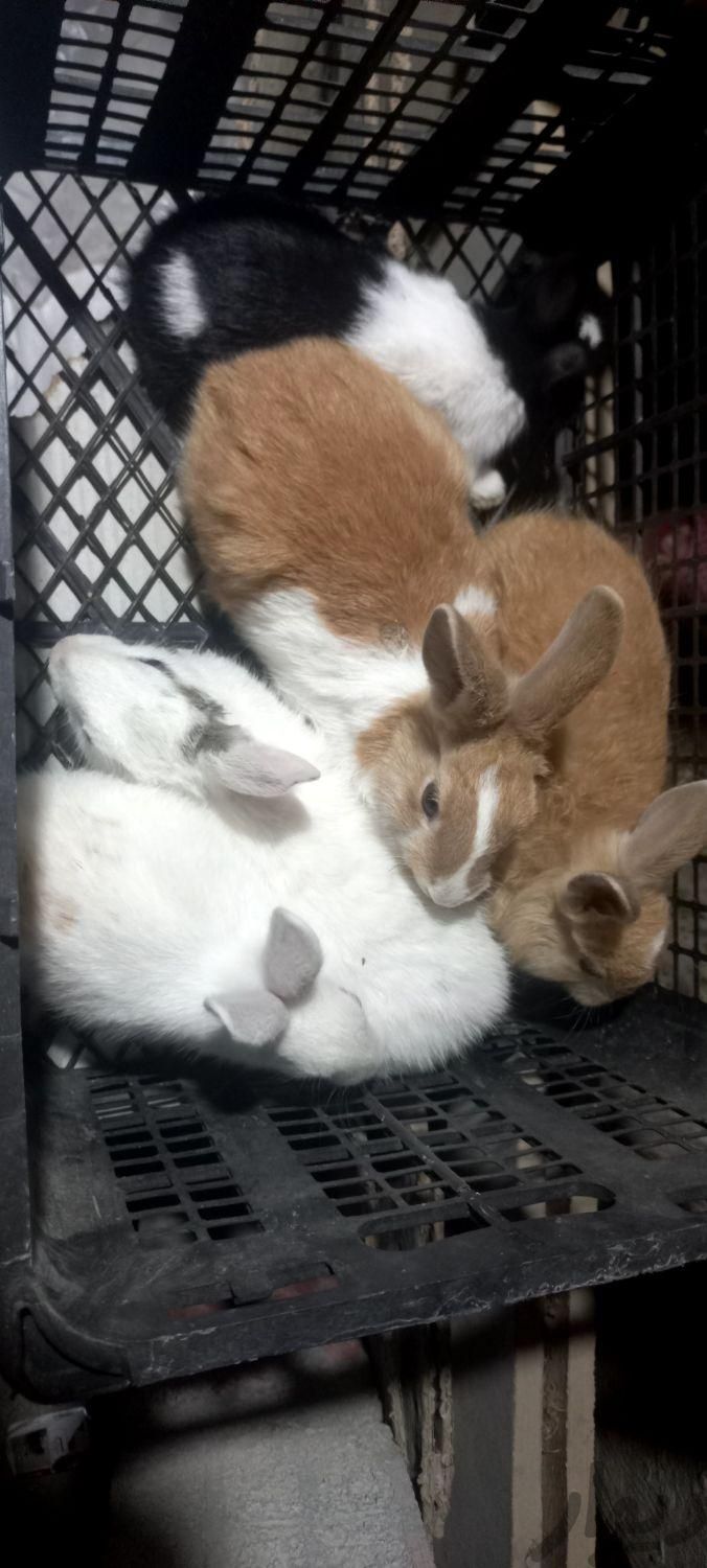 ۵ عدد بچه خرگوش ۲ عدد خرگوش ۵۰ روزه|موش و خرگوش|آق قلا, |دیوار