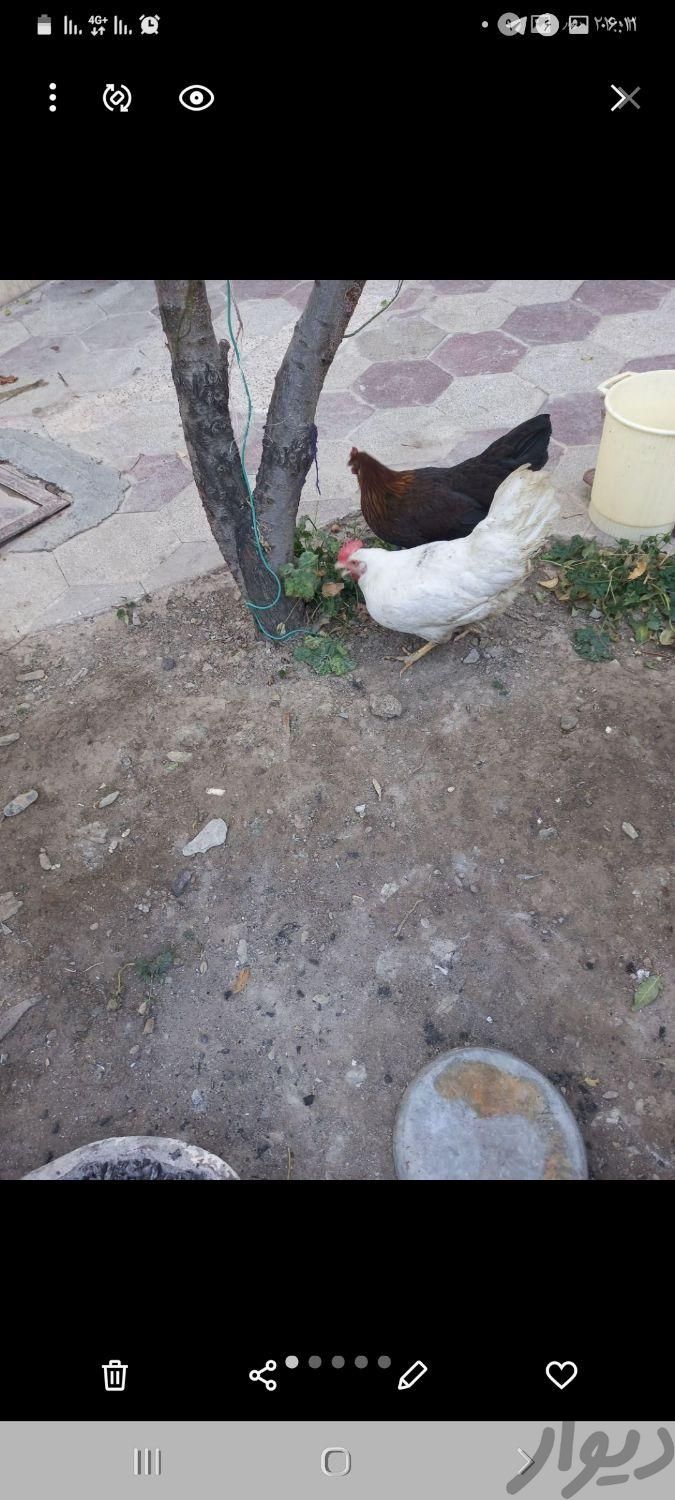۲ عدد مرغ محلی سالم|حیوانات مزرعه|طرقبه, |دیوار