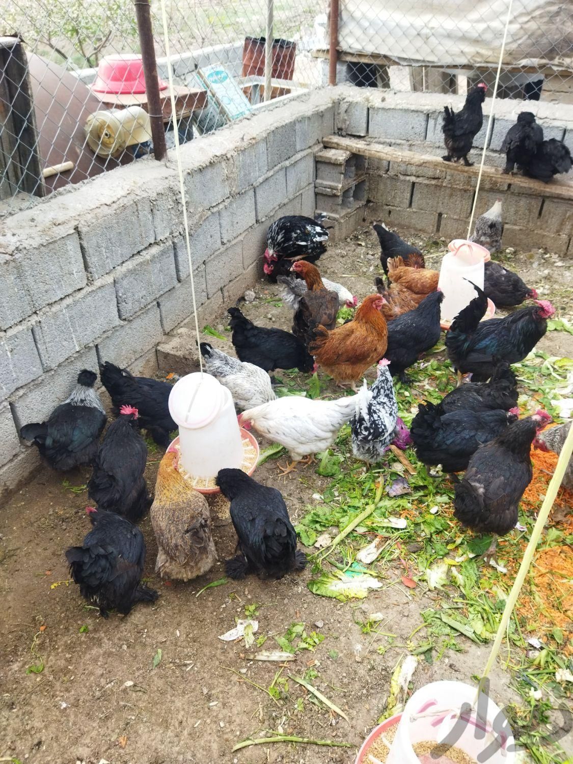 تخم مرغ محلی نطفه دار|حیوانات مزرعه|سهند, |دیوار