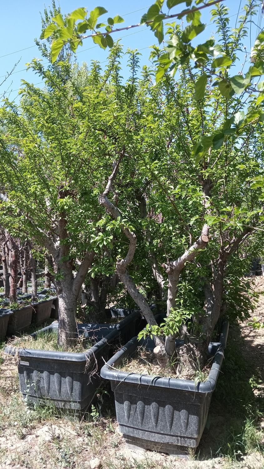 نهال درخت گل وگیاه فروشی درختچه میوه بزرگ بلند|گل و گیاه طبیعی|تهران, فردوسی|دیوار