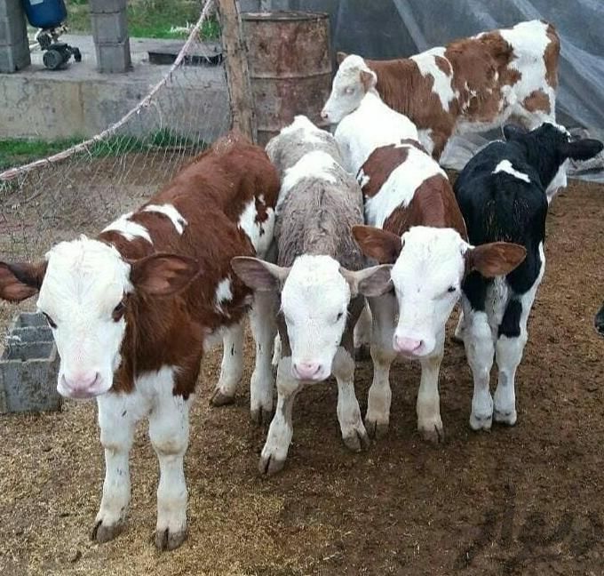 خرید فروش انواع گوساله شیرخواروقطع شیر جهت پروار|حیوانات مزرعه|بندر ترکمن, |دیوار