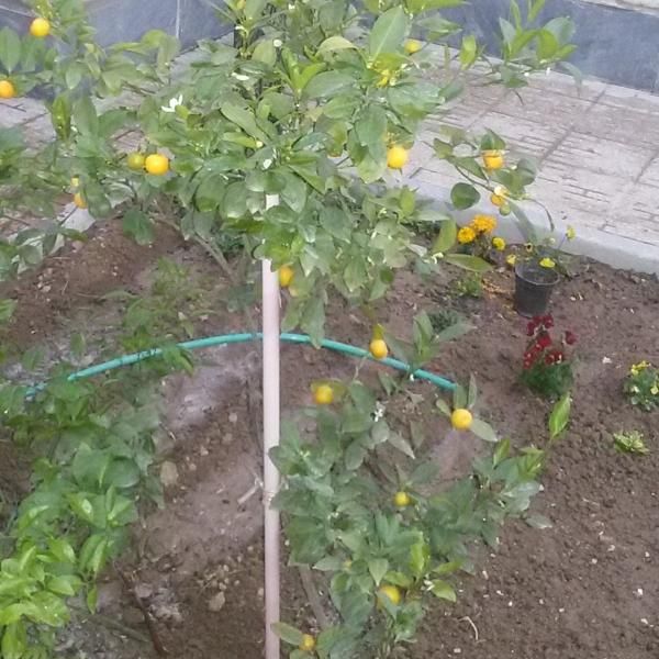 خدمات باغبانی سم پاشی و هرس درختان|خدمات باغبانی و درختکاری|اصفهان, دانشگاه اصفهان|دیوار
