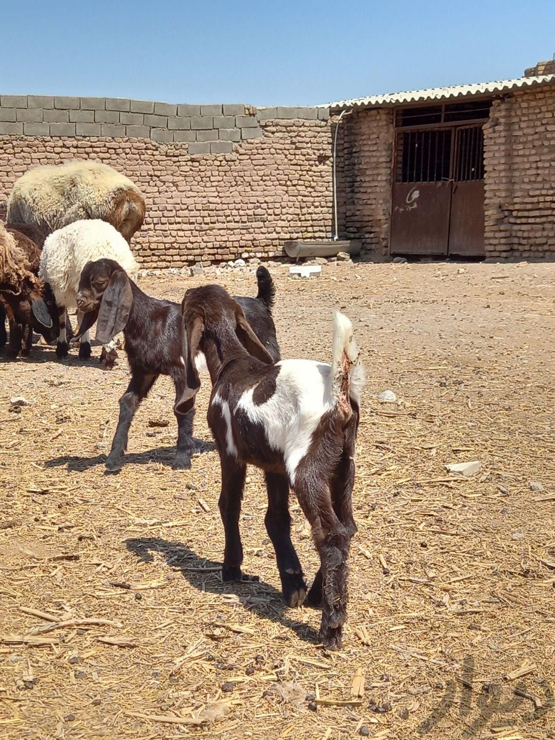 بزشیرا|حیوانات مزرعه|مشهد, امام خمینی|دیوار