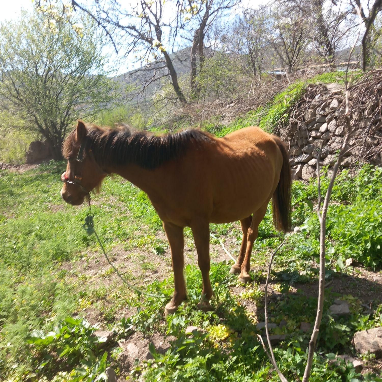 اسب مادیان ۶ سالهاست|اسب و تجهیزات اسب سواری|ابهر, |دیوار