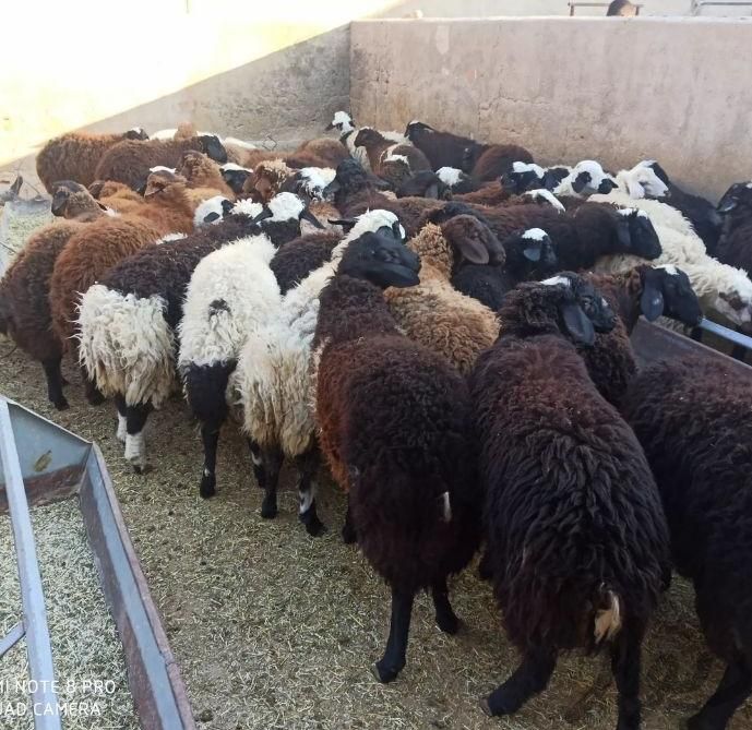 گوسفند زنده منطقه ۲۲گرمدره وردآورد چیتگر کرج|حیوانات مزرعه|گرمدره, |دیوار