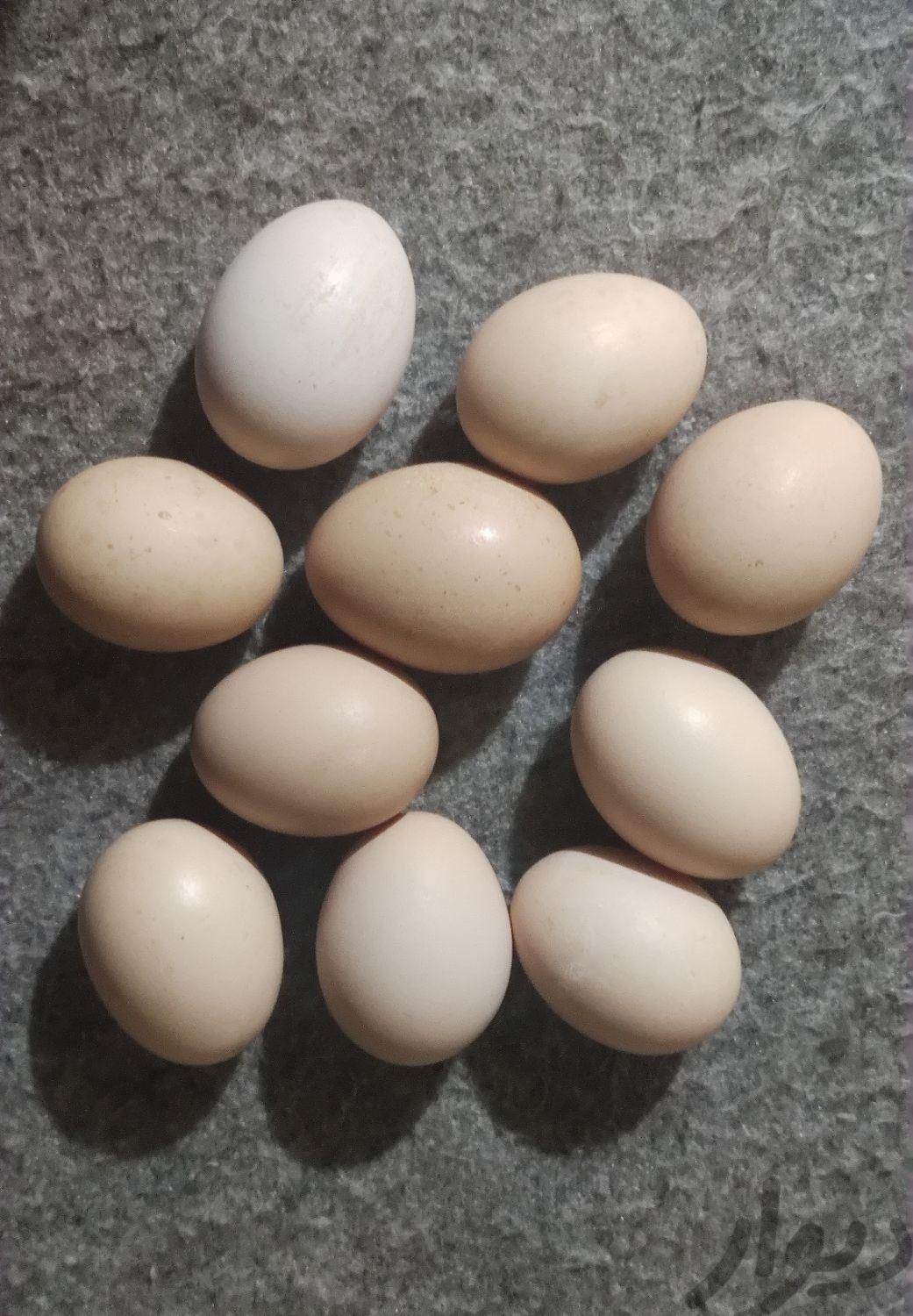 تخم مرغ مرندی (تضمین نطفه)|حیوانات مزرعه|گلوگاه, |دیوار