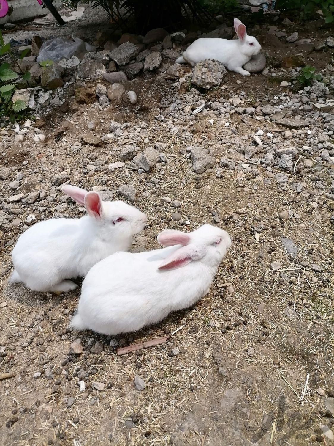 بچه خرگوش دونه 80 دوتا|موش و خرگوش|قائم‌شهر, |دیوار