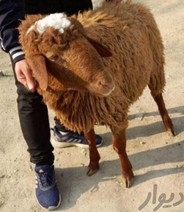 گوسفند زنده ارگانیک  |حیوانات مزرعه|مشهد, کشاورز|دیوار