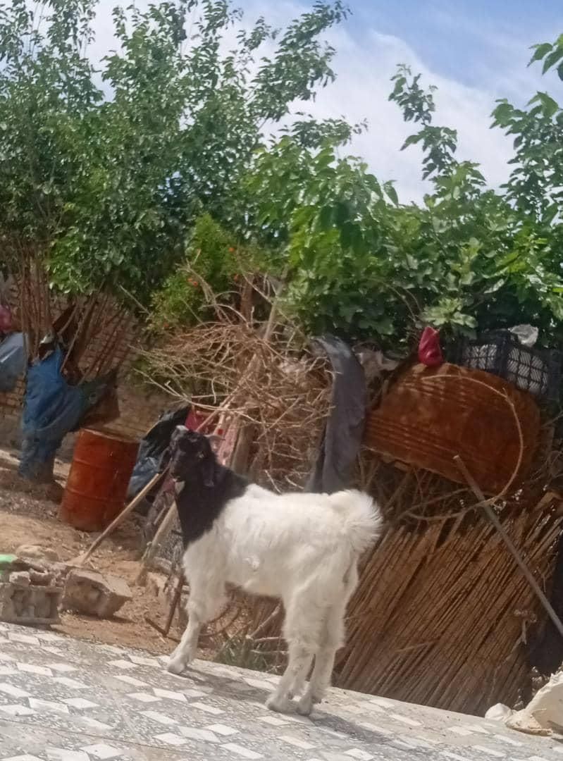 خوب|حیوانات مزرعه|داراب, |دیوار