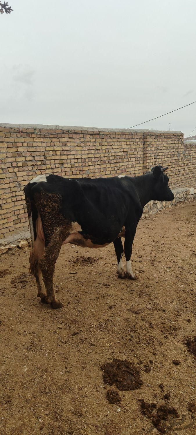گاو شیری دورگه|حیوانات مزرعه|ساوه, |دیوار
