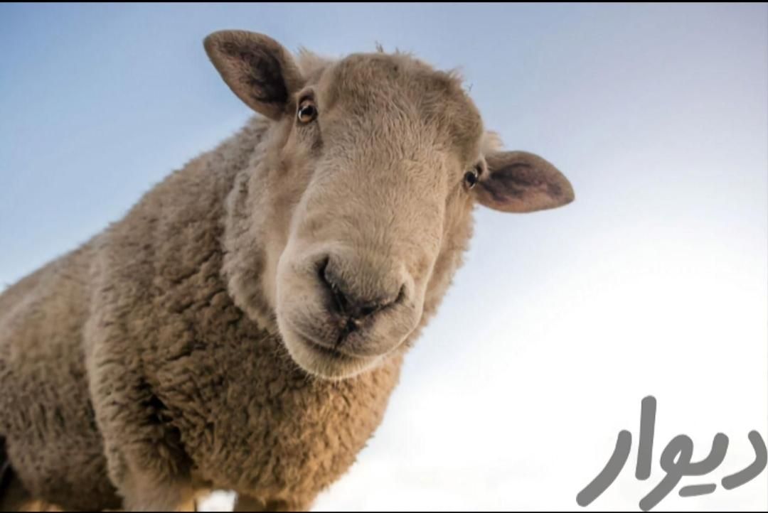 گوسفند پروار مرغ خروس زنده|حیوانات مزرعه|تهران, کوی فردوس|دیوار