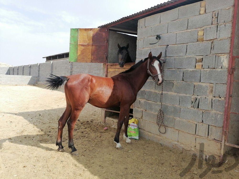 فروش چندراس اسب ازنژادخوبفروش|اسب و تجهیزات اسب سواری|اقلید, |دیوار