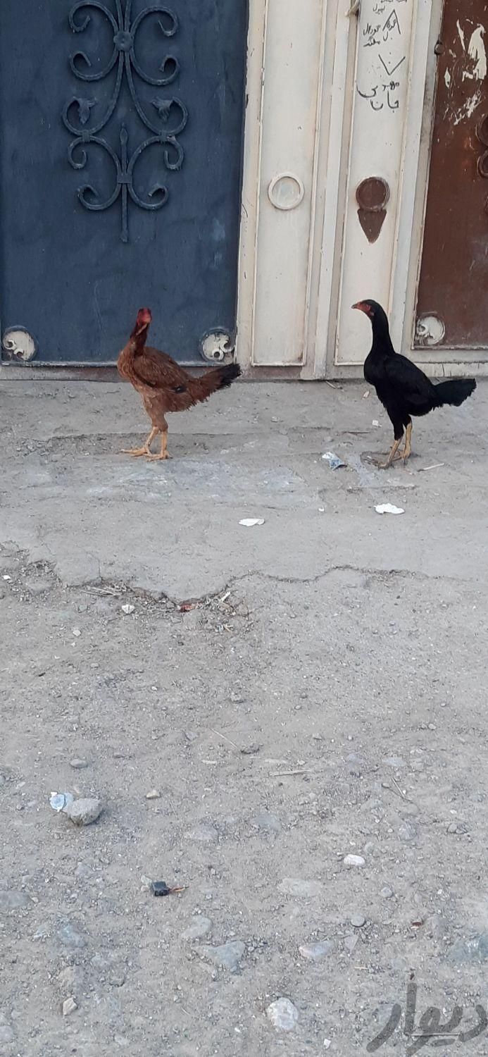 مرغ|حیوانات مزرعه|ایرانشهر, |دیوار