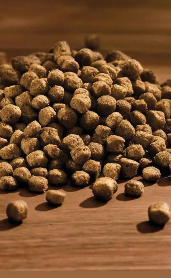 غداسگ غذاخشک سگ  غذاخشک|لوازم جانبی حیوانات|تهران, استاد معین|دیوار
