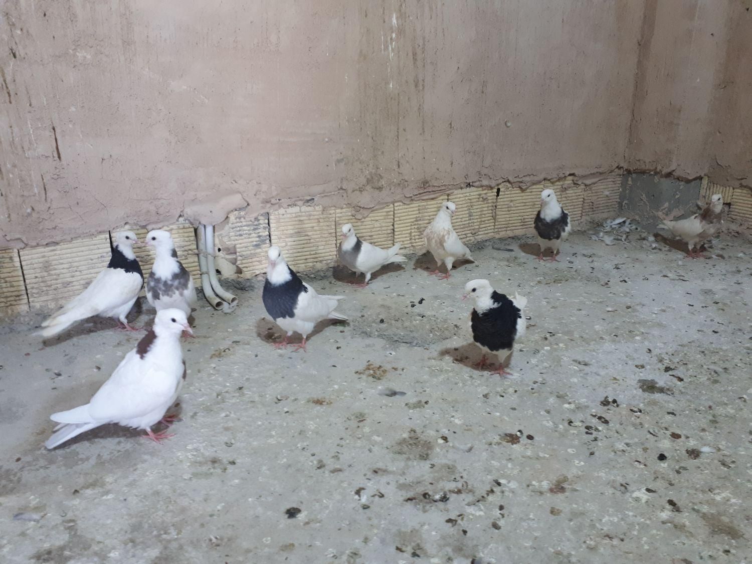 جوجه طوقی|پرنده|خمینی‌شهر, |دیوار