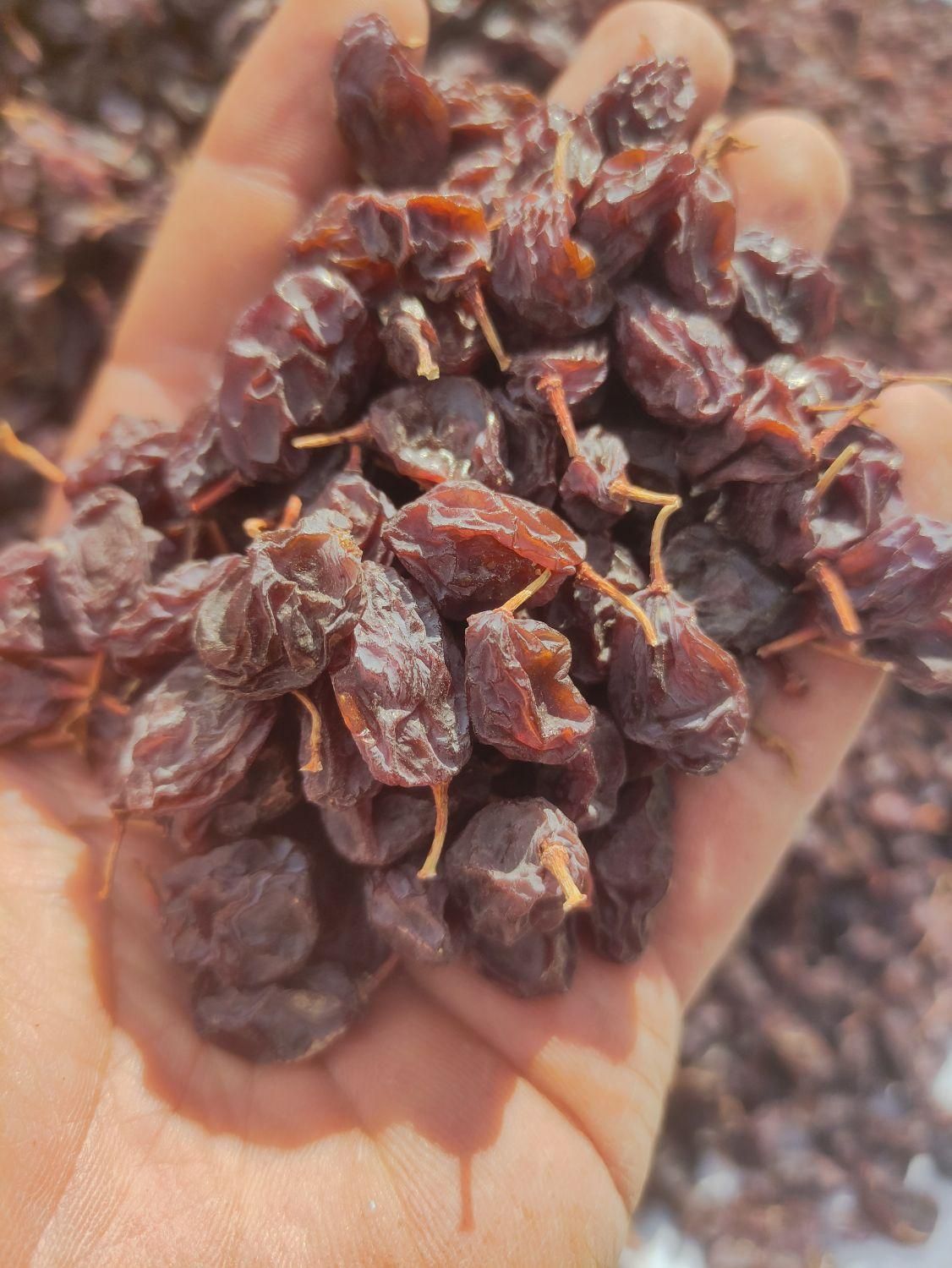 مویز پاک شده درجه 1|خوردنی و آشامیدنی|شیراز, دباغ خانه|دیوار