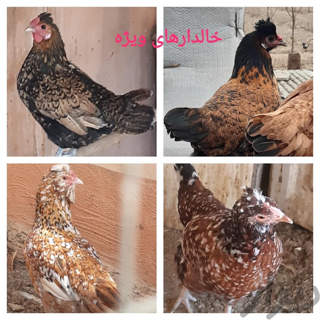 تخم مرغ نطفه دار گلین و محلی|حیوانات مزرعه|کرج, کلاک نو|دیوار