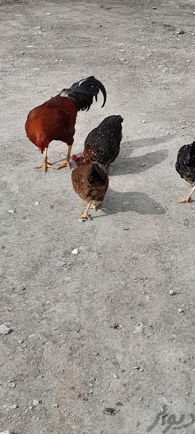 مرغ وجوجه محلی|حیوانات مزرعه|بندر ترکمن, |دیوار