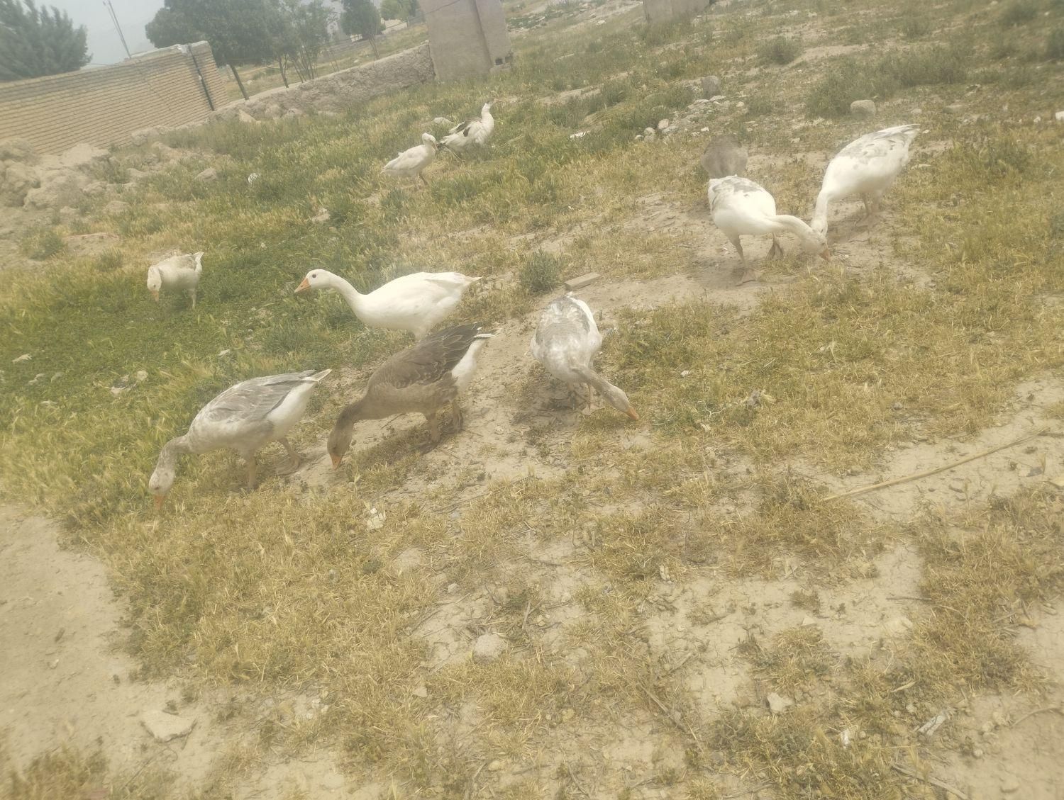 غاز سالم و سرحال|حیوانات مزرعه|کرمانشاه, |دیوار