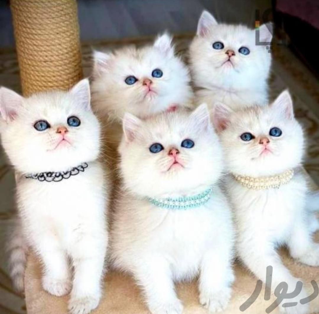 شهر بچه گربه های تزئینی کوتوله موتوله اصیل|گربه|تهران, فرحزاد|دیوار
