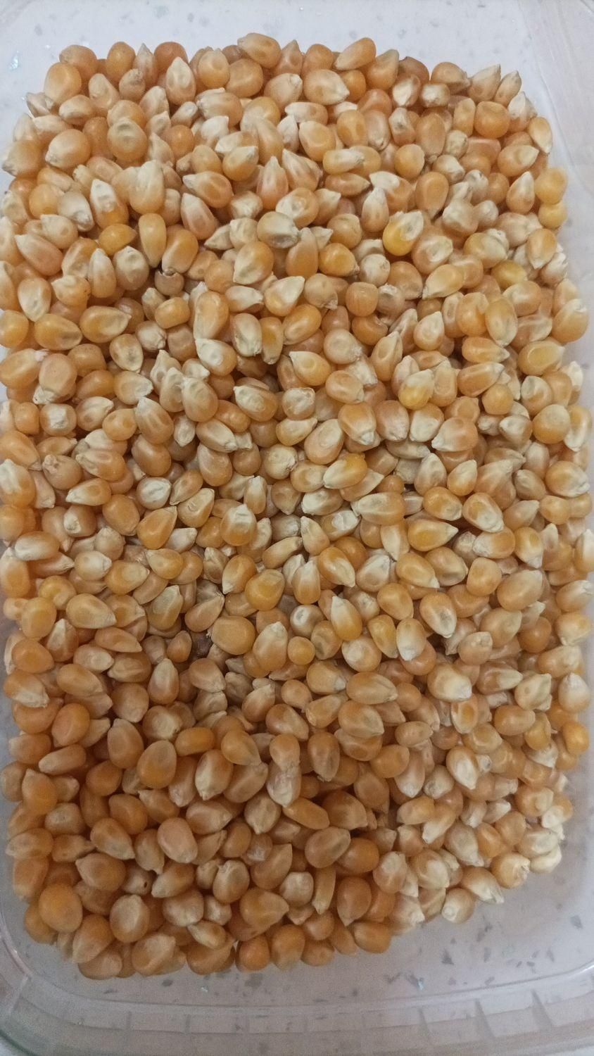حبوبات ایرانی|خوردنی و آشامیدنی|تهران, مسعودیه|دیوار