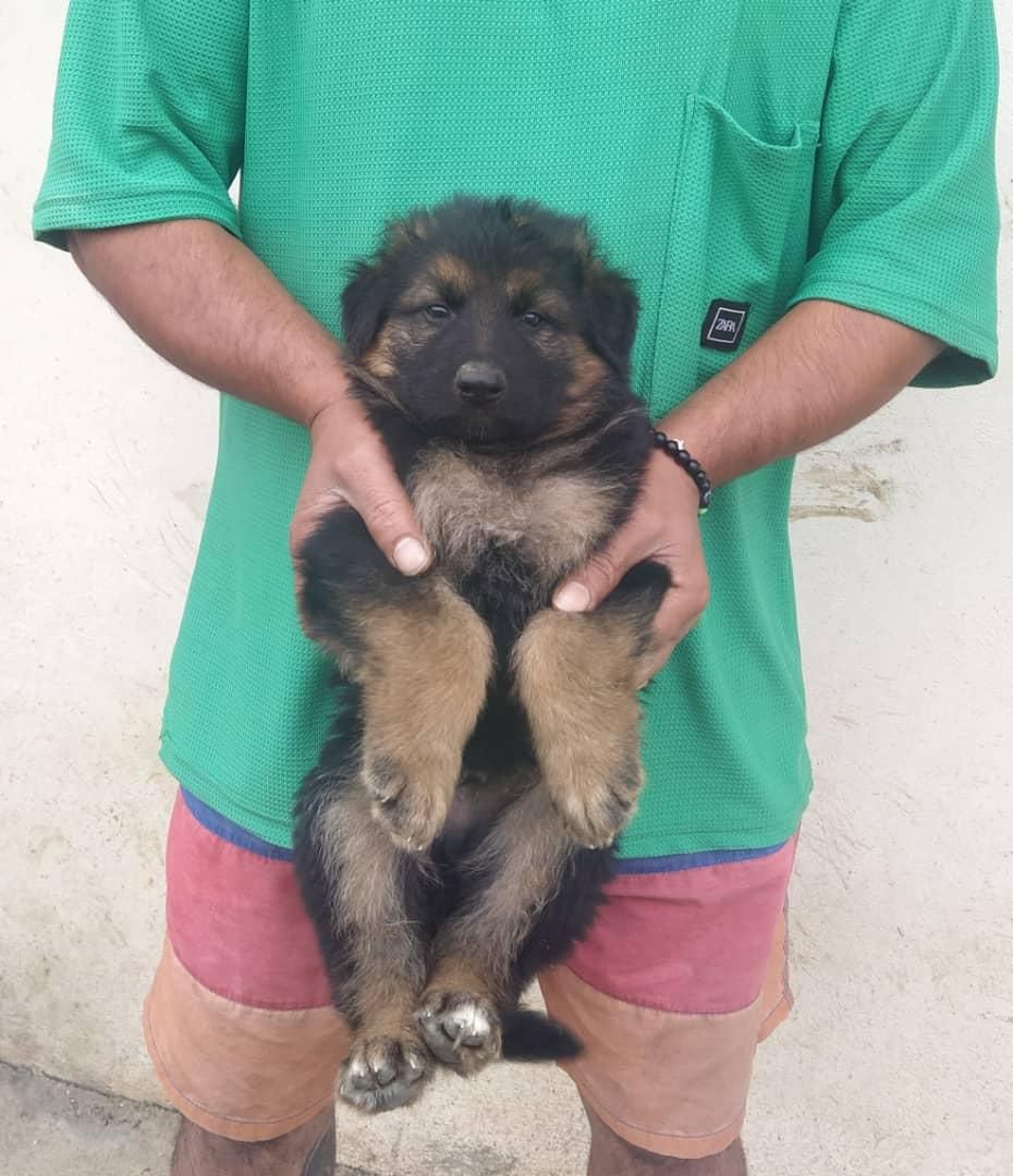 سگ German shepherd،ژرمن شپرد،سگ جواهر،رفیق خانواده|سگ|تهران, مرزداران|دیوار