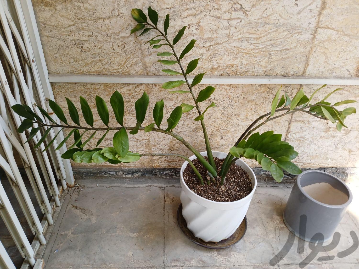 گیاهان آپارتمانی کاکتوس و زاموفیلیا|گل و گیاه طبیعی|تهران, قلهک|دیوار