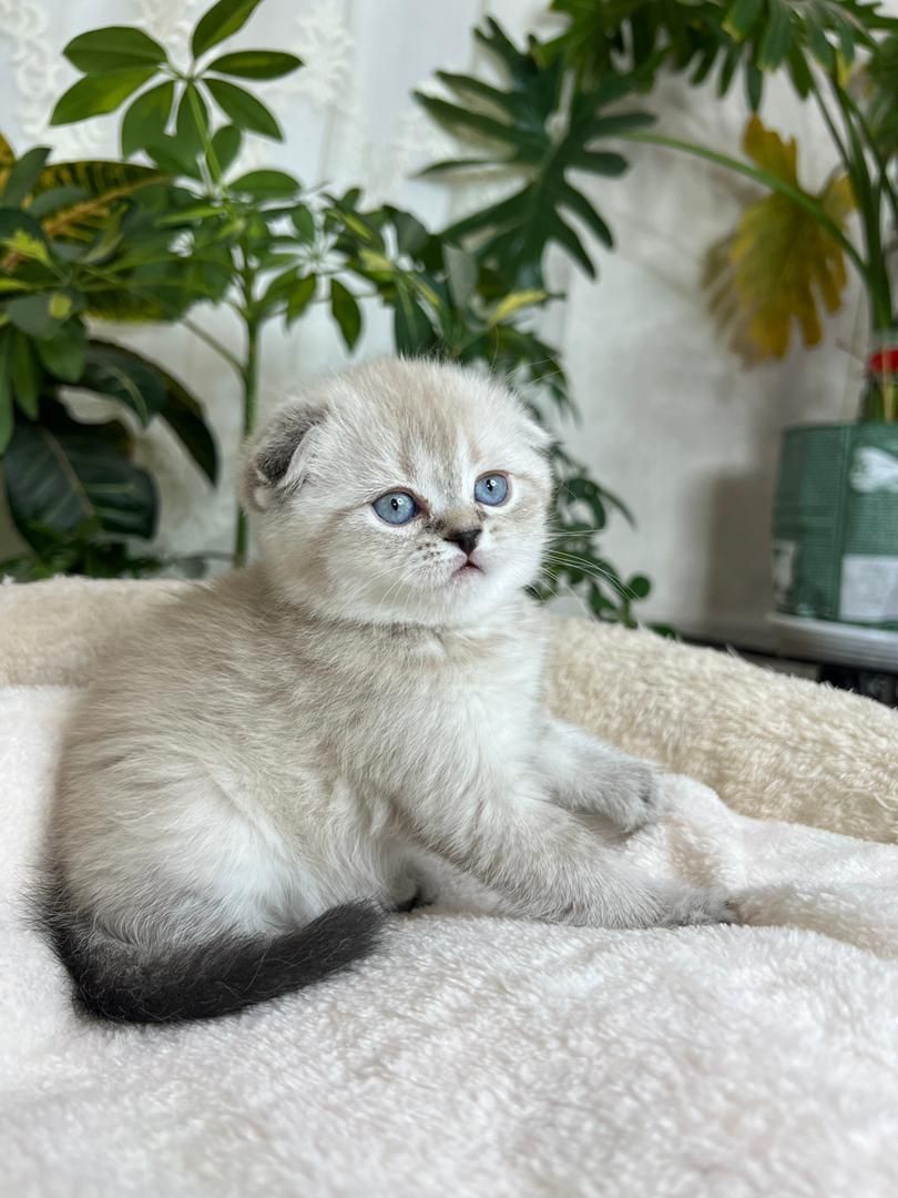 مجموعه گربه های اشرافی ( ایران کتز iran cats)|گربه|رشت, گلباغ نماز|دیوار